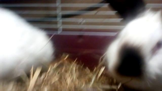 Кормление кроликов#2 смотреть онлайн