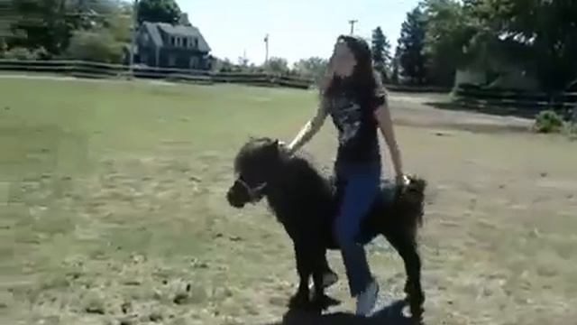 Girl enjoys a Ride on a Small Pony