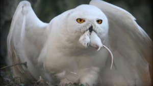 Полярная сова