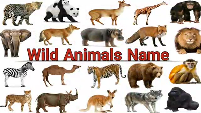 карточки домана животные на английском. Wild animal names. название зверей. карточки домана английский. животные на английском для малышей.