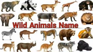 АНГЛИЙСКИЙ (Wild Animal Names)