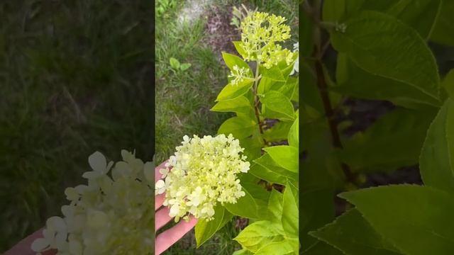 Метельчатая гортензия Литтл Лайм#hydrangea paniculata Little Laim