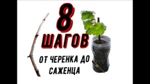 Основные шаги от черенка до саженца