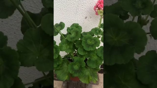 #45. Пеларгония Jagershus Faley. Описание сорта. 1 октября 2022 смотреть онлайн