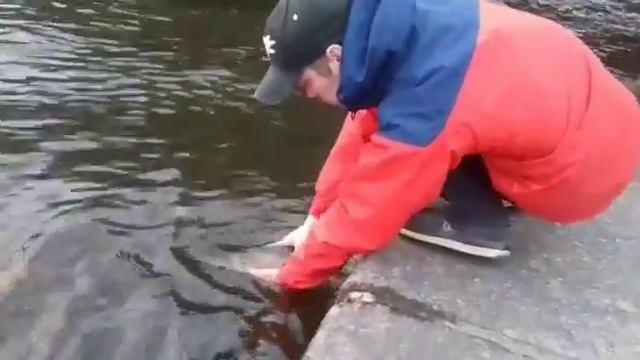 Судак на Неве,поймал-отпусти! смотреть онлайн