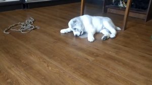 Щенок алабай играет #1