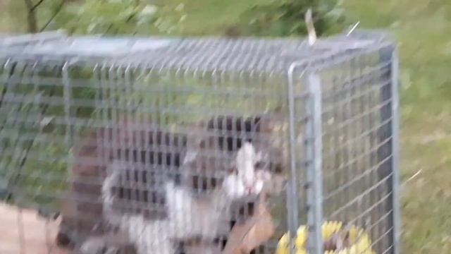 ловушка для кота. кто попался в ловушку? поймали Пирожка! смотреть онлайн