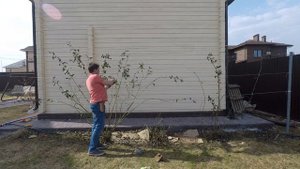 Плетистая роза посадка, уход зимовка