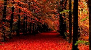 Я к вам травою прорасту. Стихи Геннадия Шпаликова