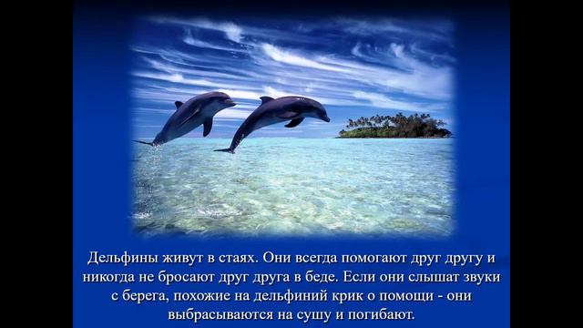 Информационный видео проект "Удивительный мир дельфинов" смотреть онлайн