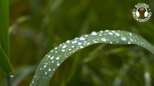 Dew Drops (ambient downbeat music)