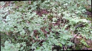 Поход в лес за черникой и грибами