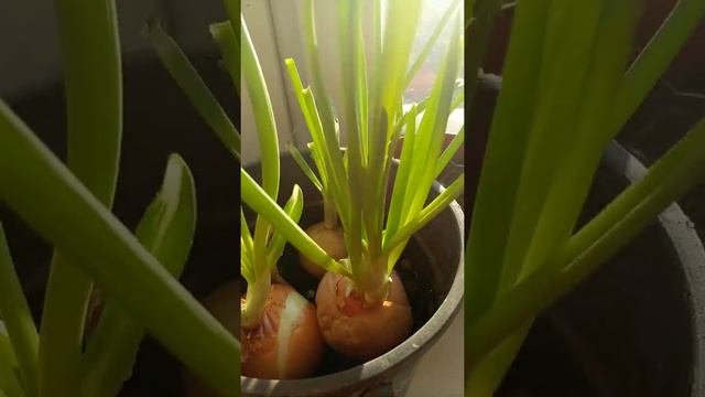 СОЧНАЯ ЗЕЛЕНЬ НА ПОДОКОННИКЕ. ЗЕЛЕНЫЙ ЛУК. ЛЕГКО!