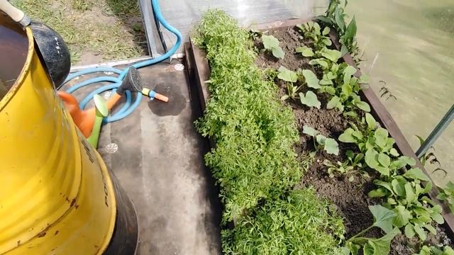 Выселил муравьев!!! 14 арбузов!!! смотреть онлайн