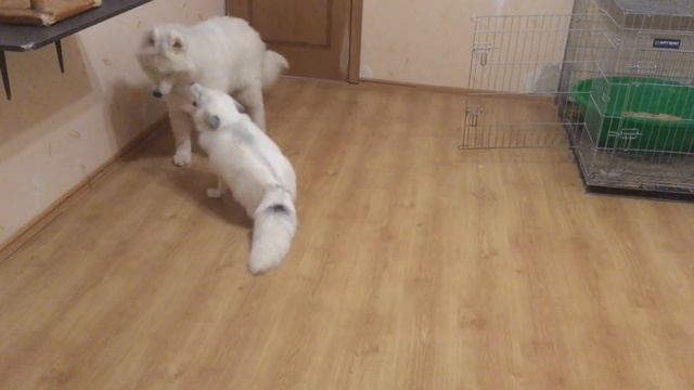 Отдай мне свой хвост! Лисьи игры. Give me your tail! Fox plays. смотреть онлайн