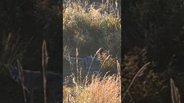 Wiley Coyote up to no good! смотреть онлайн