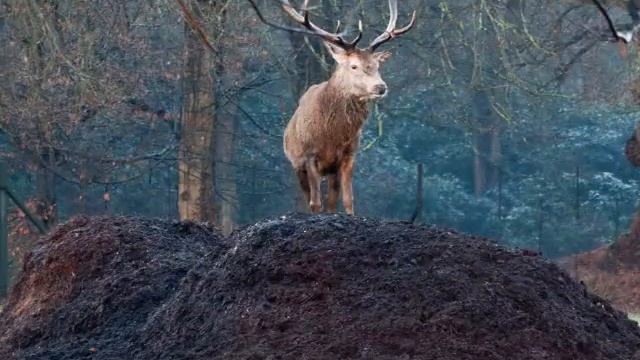 Canon EOS 450D shots смотреть онлайн