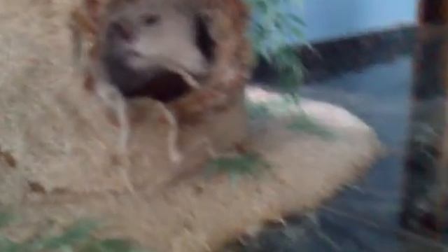 Очень злой кот! Angry Cat! смотреть онлайн