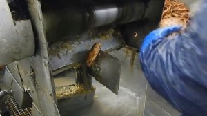 Обработка краба. Стригун.