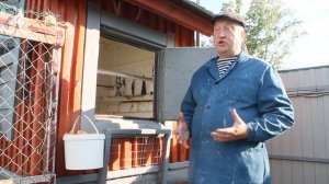 Луковая шелуха для цыплят. Старинные рецепты птицеводства.