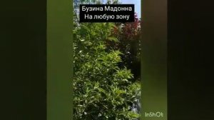 Бузина черная Мадонна10 августа 2020 г.