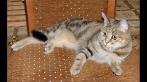 Кельтская кошка (Европейская короткошерстная)