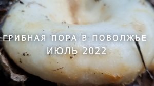 Сбор груздей, грибная пора Ульяновская область июль 2022