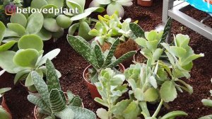 30 Low sunlight succulent names and care tips. Indoor half shade succulents.