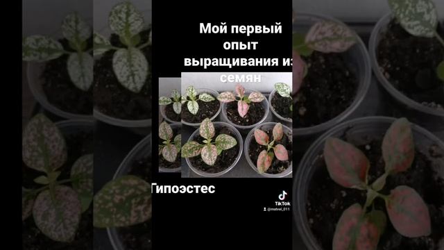 Гипоэстес из семян. 2021г. Мой первый опыт! Ура! ВСЕ ПОЛУЧИЛОСЬ!