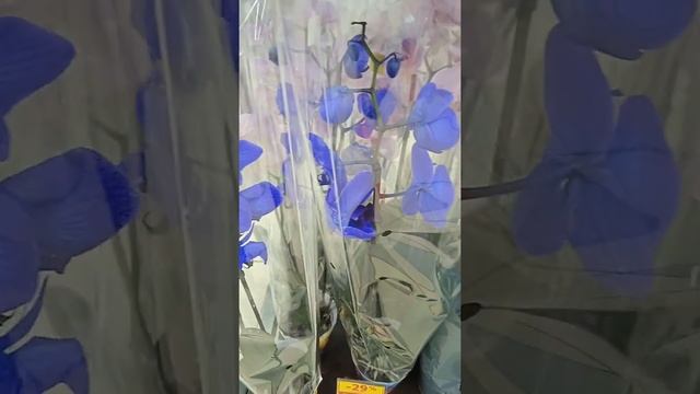 Синие орхидеи, Blue orchids смотреть онлайн