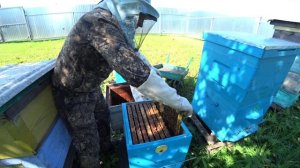 ЗАСЕЛЯЮ УЛЕЙ СИБИРИ ПЧЁЛАМИ, МАТКУ НЕ ПРИНИМАЮТ, САЖУ В ИЗОЛЯТОР.