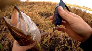 Щука на неогруженную резину поздней осенью.