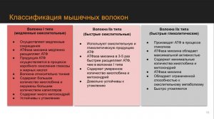 Строение и функция скелетных мышц
