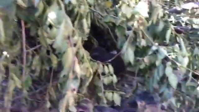 Птенцов голубей выбросили из гнезд смотреть онлайн