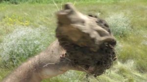 ЖЕСТЬ! ЧЕРЕПА НА ШУРФЕ ФУНДАМЕНТА 18 ВЕКА И ДРУГИЕ ЖУТКИЕ НАХОДКИ.