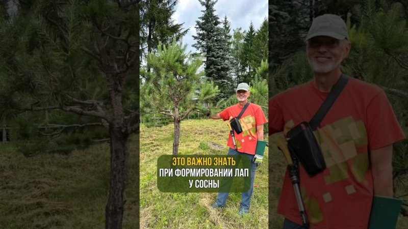 Это ВАЖНО ЗНАТЬ при формировании лап у сосны