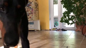 VLOG 4: ДОБЕРМАН ОДИН ДОМА//БЕДНЫЕ СОСЕДИ