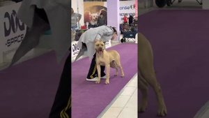 Приехали первый раз на выставку и потренировались…@Питбуль Граф/Балас…