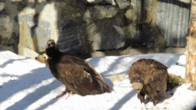 Чёрные грифы чувствуют приближение весны 03.03.2020 смотреть онлайн