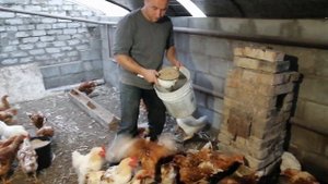 Сколько корма съедают 200 кур в сутки?