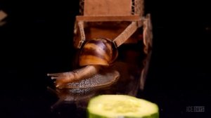 ЭКСПЕРИМЕНТ: КАКОЙ ВЕС СПОСОБНЫ ВЕЗТИ УЛИТКИ?