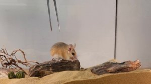 Мыши в террариуме! Пол года спустя у наших акомисов появились дети. Очень милое видео.