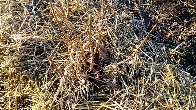 Какой прирост дала чёрная смородина в первый год посадки смотреть онлайн