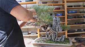 Уход за Бонсай. Черная Сосна Джона Нака