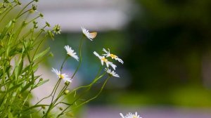 ТЕХНИКИ ВНУШЕНИЯ МЫСЛЕЙ | КАК ВОЗДЕЙСТВОВАТЬ НА ДРУГИХ И ЗАЩИТИТЬ СВОЕ СОЗНАНИЕ