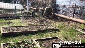 Купили флокс шиловидный?Дела дачные)