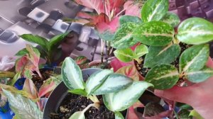 На Диффенбахии гниль, как спасти ! Переукоренение за один месяц.