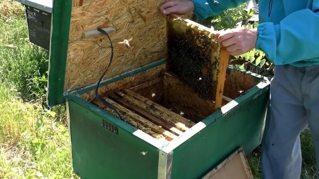 КЛАССИЧЕСКИЙ ОТВОДОК. КАК РАЗДЕЛИТЬ ПЧЕЛОСЕМЬЮ.