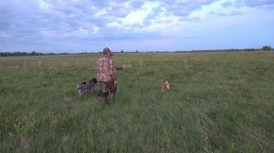 Эпаньоль Бретон #1 Начало пути. Прогулка с Кетнером   бретонский эпаньоль