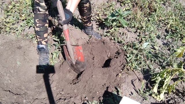 Копаю картошку.Урожайность всех сортов.2022 смотреть онлайн